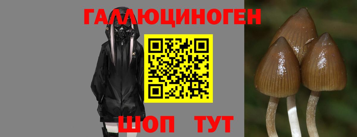 Галлюциногенные грибы Psilocybine cubensis Зерноград